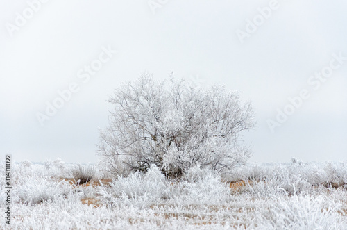 Frosty trees on a winter day