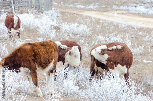 Cows on a pasture in winter