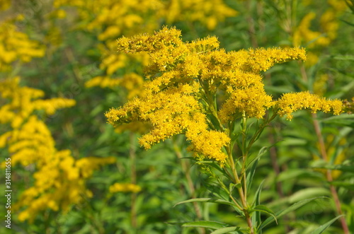Blooming yellow inflorescence of Solidago canadensis or Canadian goldenrod close up