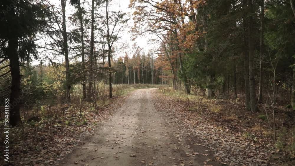 Zoom in view of autumn forest road, sunny day Zoom in view of autumn forest road, sunny day