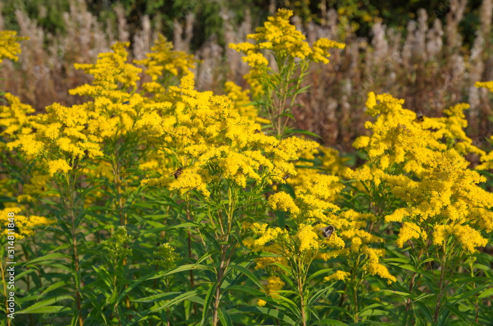 Goldenrod canadian (lat. Solidago canadensis) blooms in a meadow
