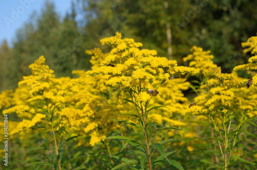 Flowering goldenrod canadian (lat. Solidago canadensis) photo