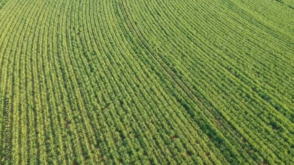 Green sugar cane field on Sao Paulo state, Brazil Green sugar cane field on Sao Paulo state, Brazil