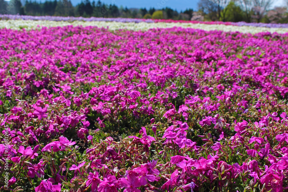 【日本】富士の芝桜