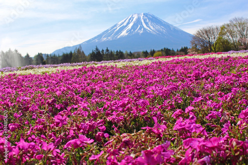 Fototapeta Naklejka Na Ścianę i Meble -  【日本】富士の芝桜