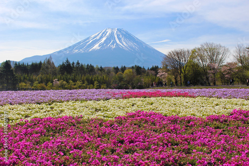 【日本】富士の芝桜