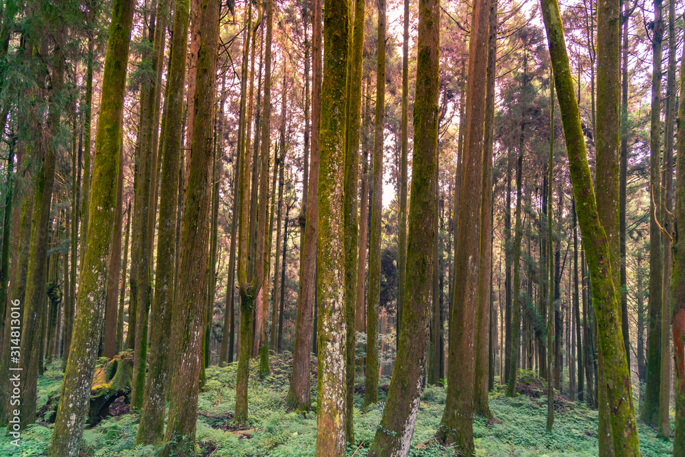 Oaks tree with moss covered, Taiwan rain forest natural landscape background Oaks tree with moss covered, Taiwan rain forest natural landscape background