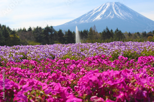 【日本】富士の芝桜