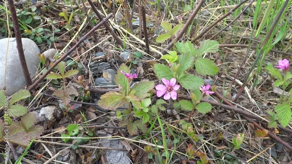 The Arctic bramble or Arctic raspberry, is a species of slow-growing bramble belonging to the rose family, found in arctic and alpine regions in the Northern Hemisphere The Arctic bramble or Arctic raspberry, is a species of slow-growing bramble belonging to the rose family, found in arctic and alpine regions in the Northern Hemisphere
