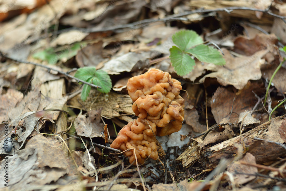 spring forest mushrooms (Gyromitra gigas), the first spring mushroom spring forest mushrooms (Gyromitra gigas), the first spring mushroom