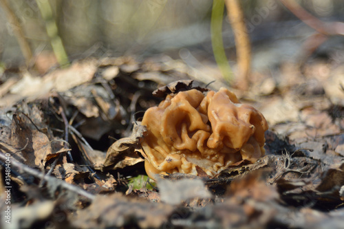 spring forest mushrooms (Gyromitra gigas), the first spring mushroom