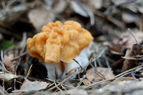 spring forest mushrooms (Gyromitra gigas), the first spring mushroom