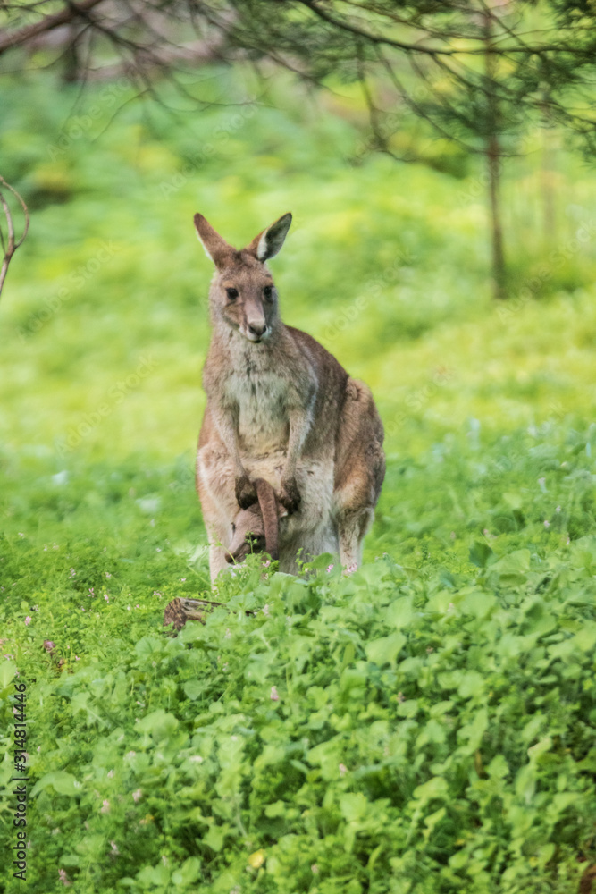 Morning Grace: A Kangaroo and Joey in Tower Hill Reserve, Victoria Morning Grace: A Kangaroo and Joey in Tower Hill Reserve, Victoria