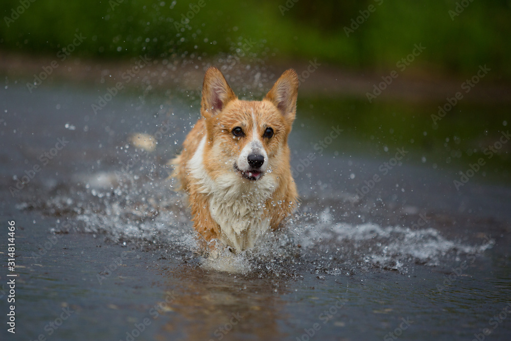 Corgi dog running on water in river a catching stick Corgi dog running on water in river a catching stick