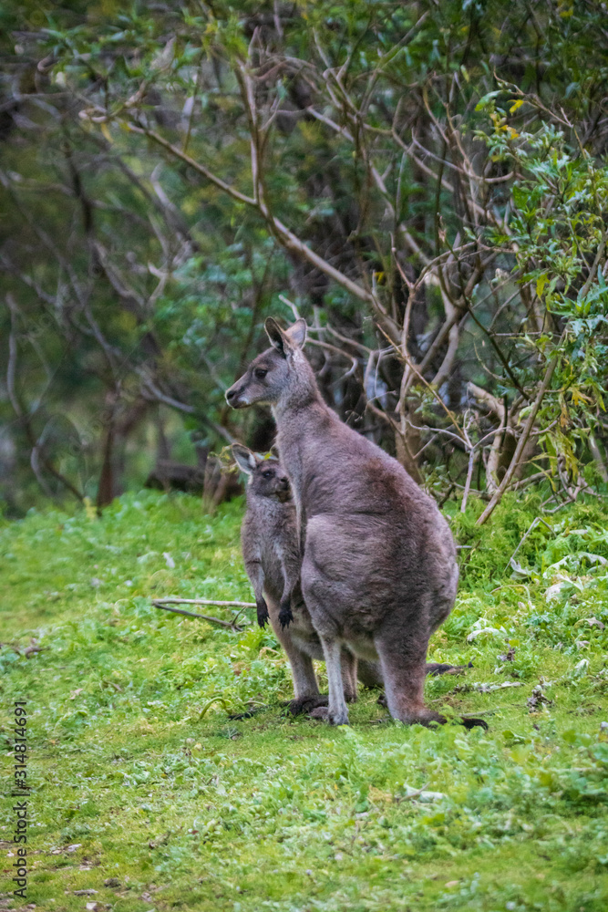 Morning Grace: A Kangaroo and Joey in Tower Hill Reserve, Victoria Morning Grace: A Kangaroo and Joey in Tower Hill Reserve, Victoria