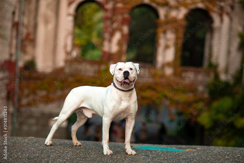 White american bulldog outdoors