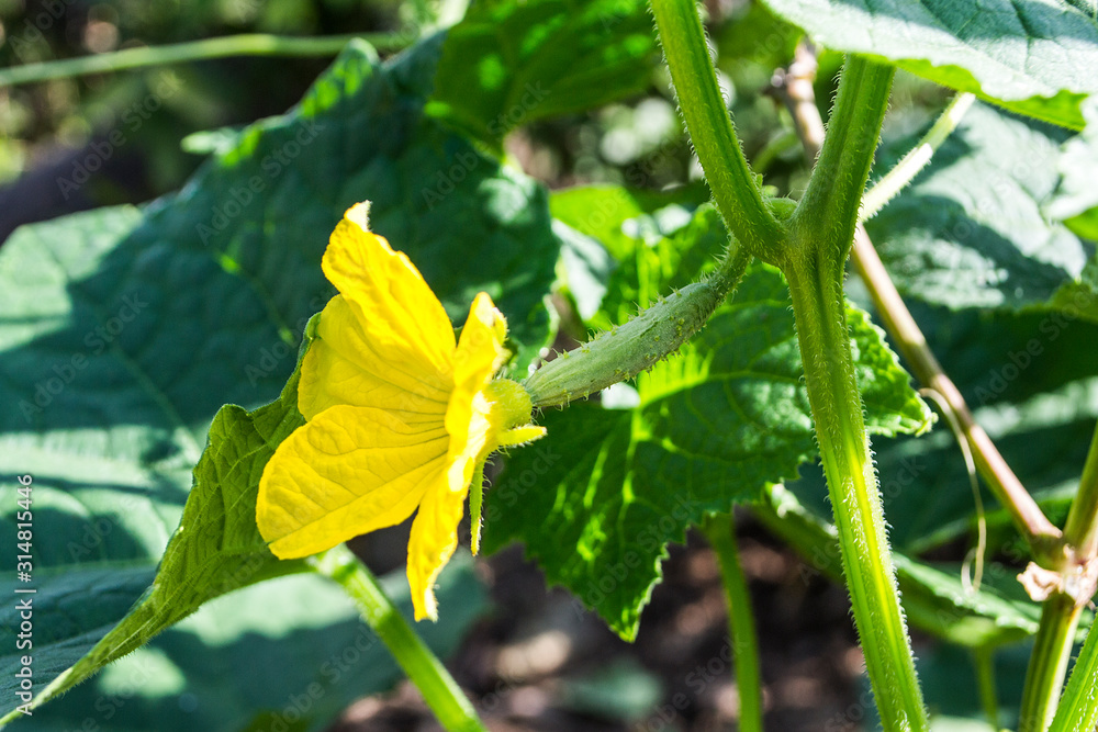Young plant cucumber with yellow flowers.