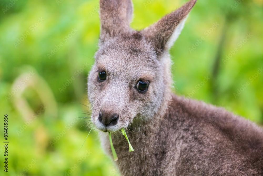 Fototapeta premium Wallaby, close up, Tower Hill Reserve