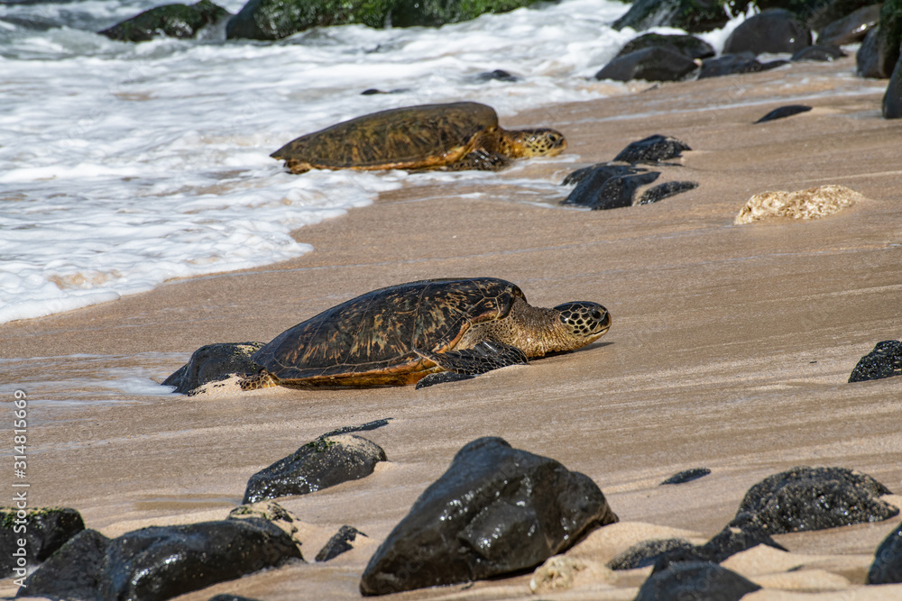 two green sea turtles emerging from the ocean on Maui, Hawaii