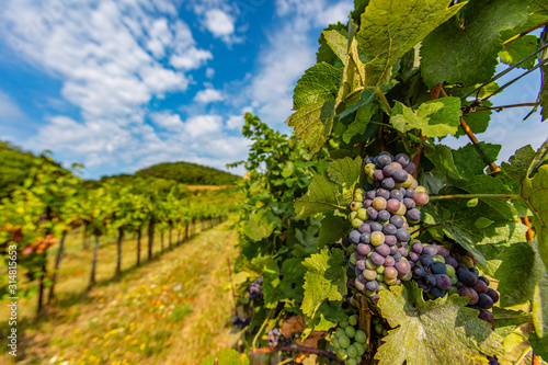 blue grapes in green summer vineyard
