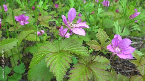 The Arctic bramble or Arctic raspberry, is a species of slow-growing bramble belonging to the rose family, found in arctic and alpine regions in the Northern Hemisphere photo