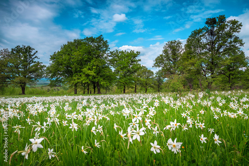 Amazing spring landscape and white daffodils flowers on the fields photo