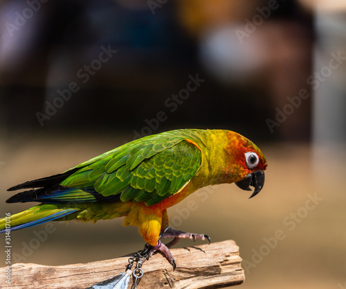 Close up image of Colorful Sun Parakeet