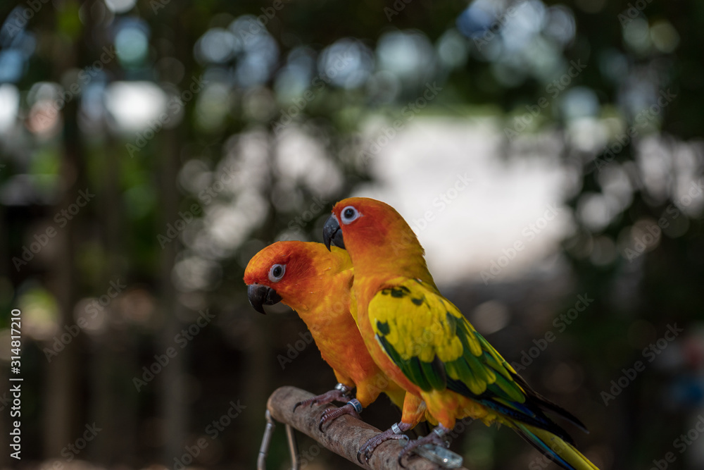 A pair of colorful Sun Parakeet
