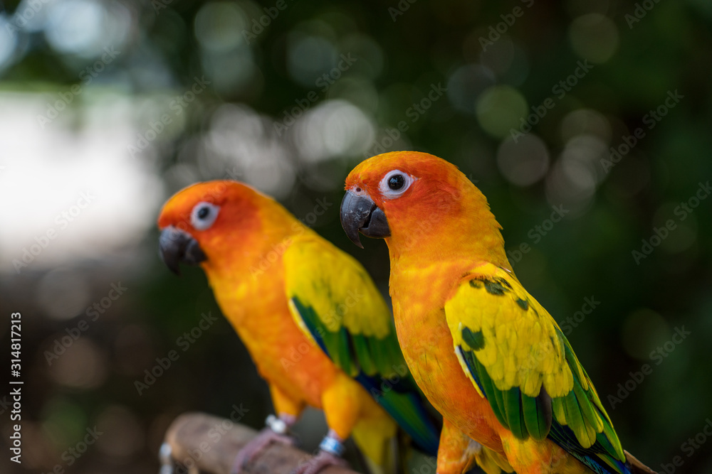 A pair of colorful Sun Parakeet