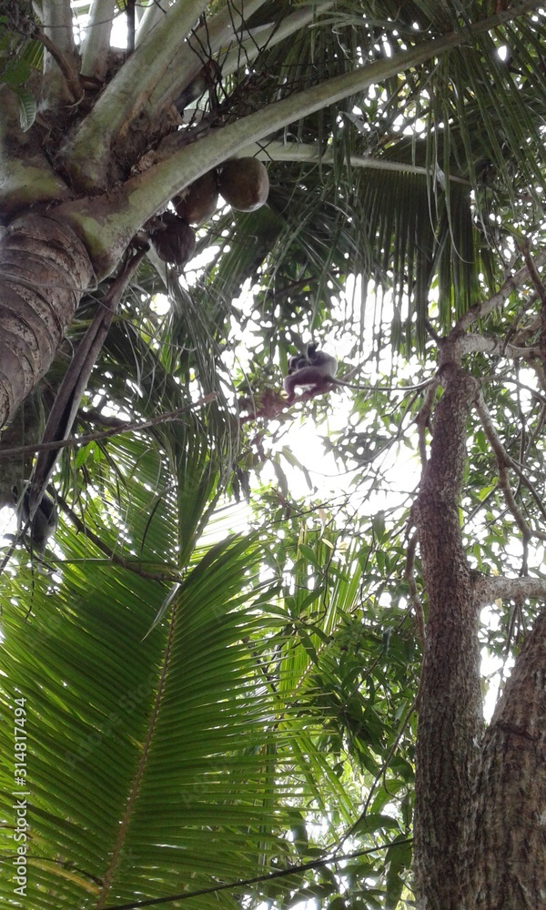 Fototapeta premium palm tree in garden