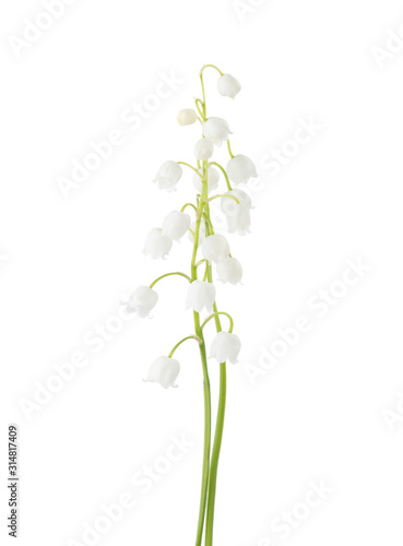 Two flowers of  Lily of the Valley isolated on white background.