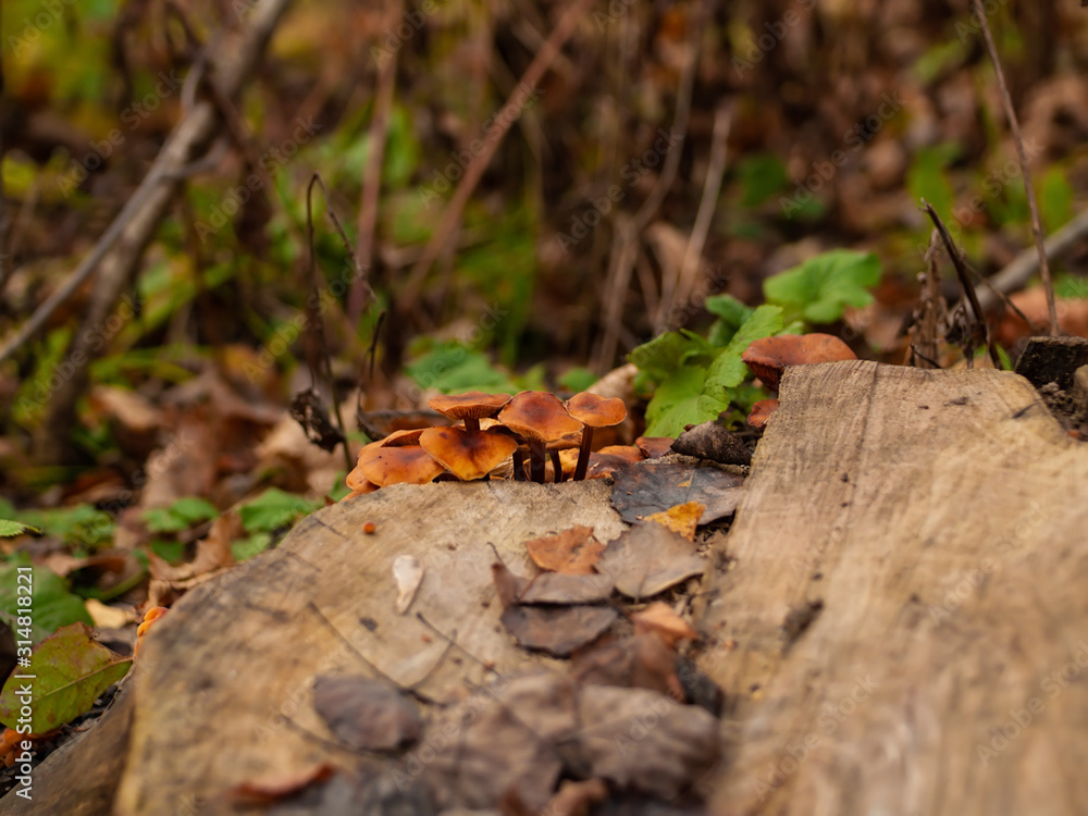 orange mushrooms on a stump in autumn, Moscow orange mushrooms on a stump in autumn, Moscow