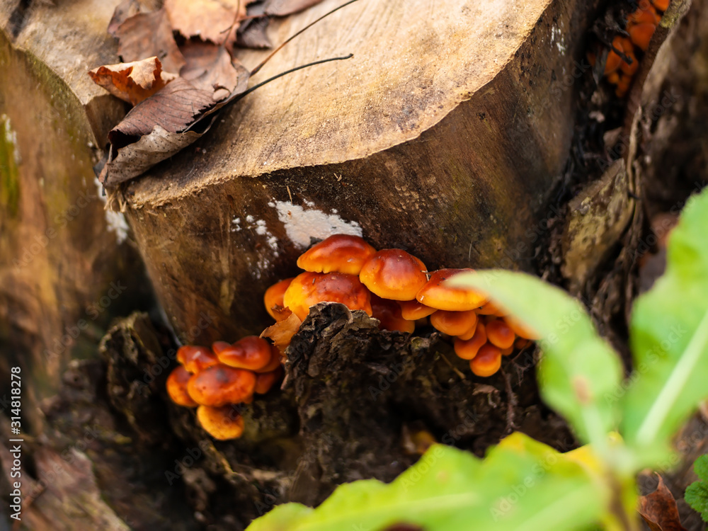 orange mushrooms on a stump in autumn, Moscow orange mushrooms on a stump in autumn, Moscow