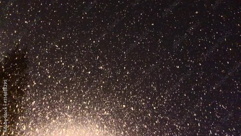 christmas trees during a snowing night christmas trees during a snowing night
