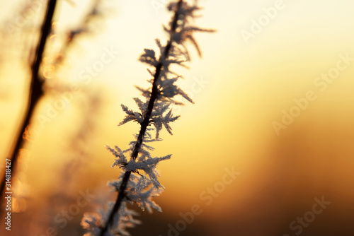Hoarfrost on the plant close up at sunset. Winter season. © vencav