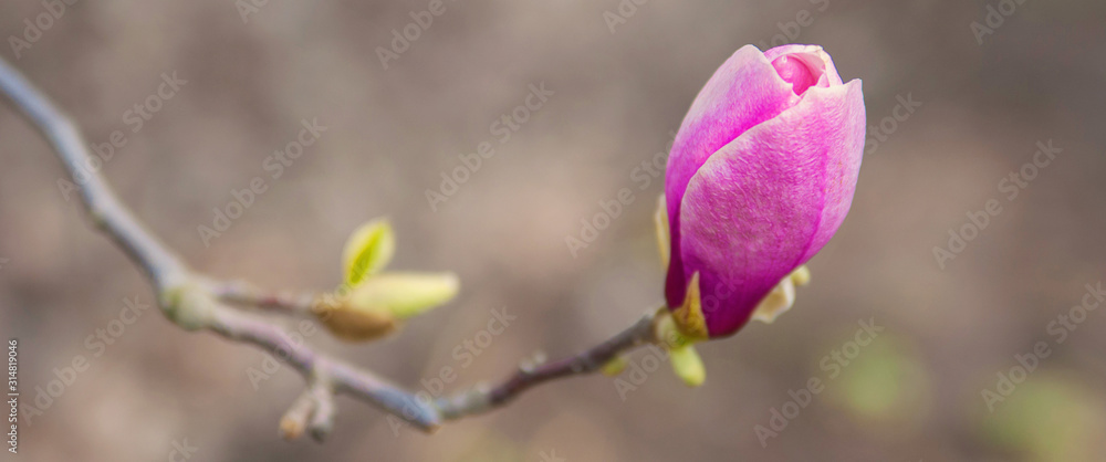 Pink magnolia flower on a spring tree. Blooming garden. Close-up. Soft focus. Panorama. Pink magnolia flower on a spring tree. Blooming garden. Close-up. Soft focus. Panorama.