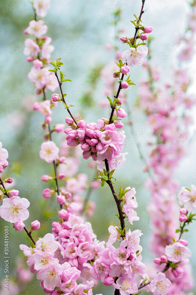 Cherry blossom with soft focus, spring sakura blossom. Floral texture.