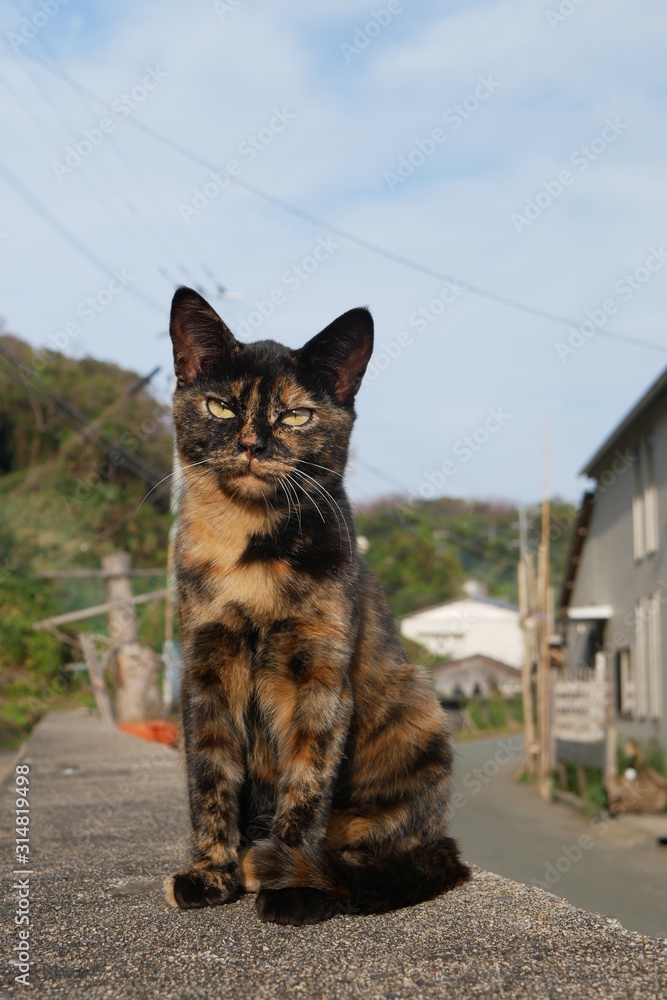 Obraz premium 野良猫