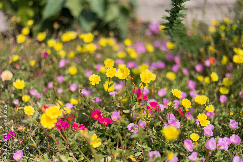 field of flowers