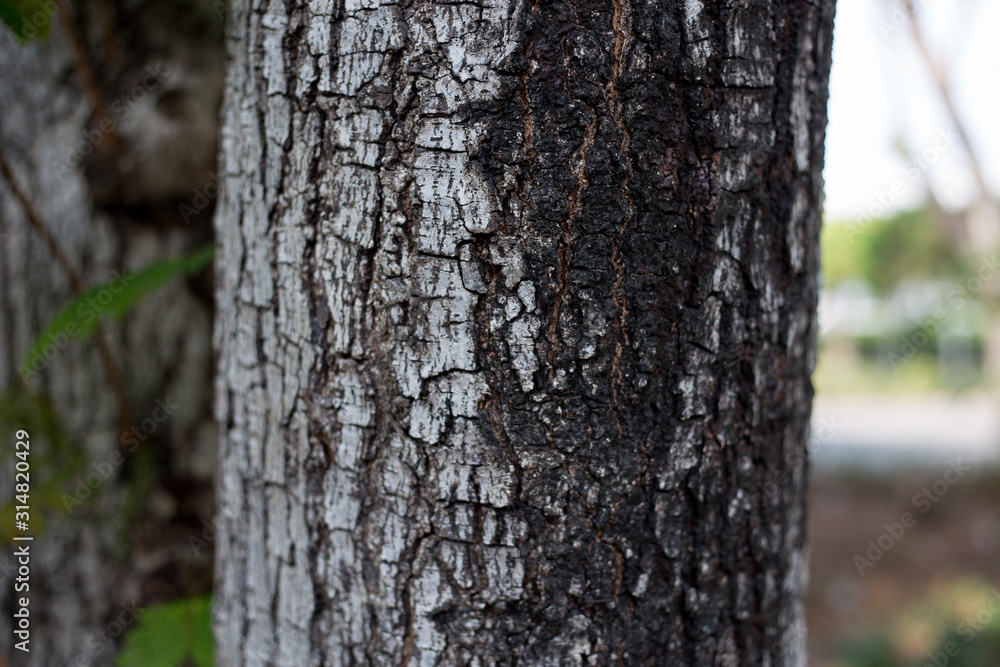 bark of a tree