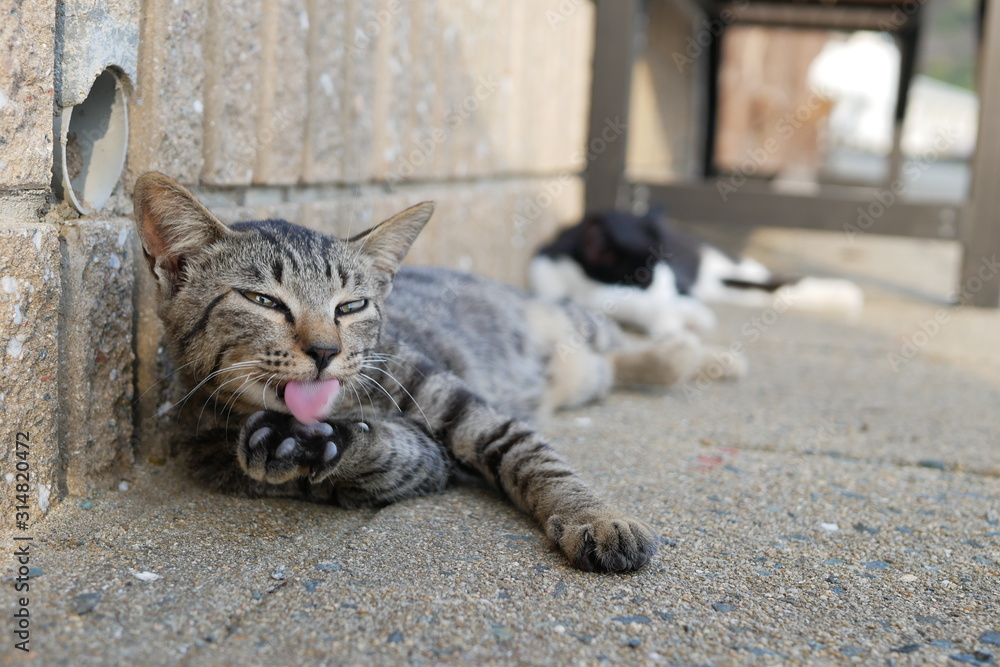 Obraz premium 野良猫