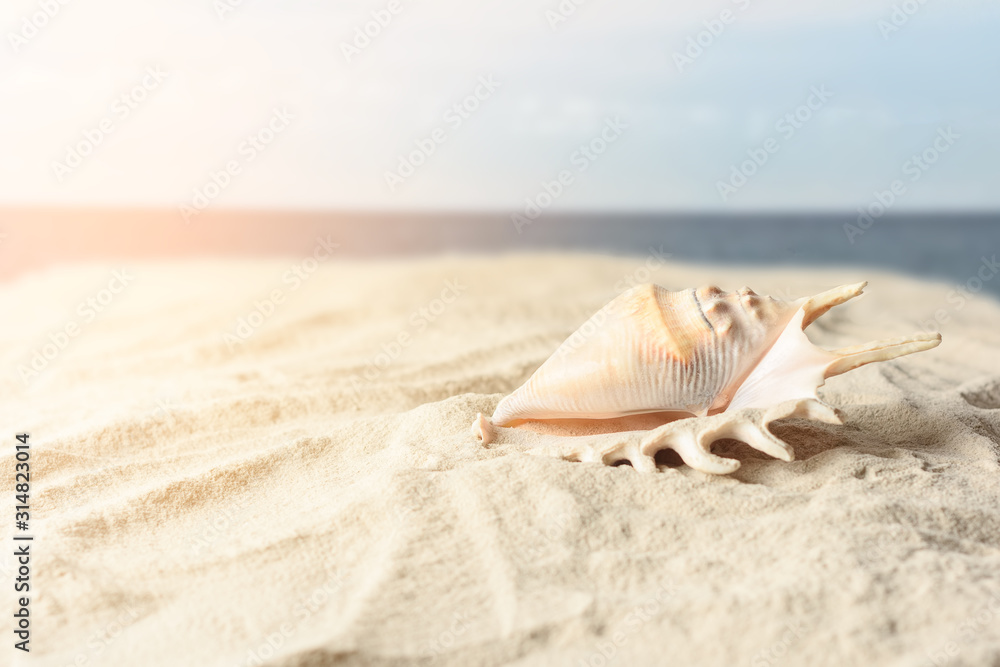 Seashell on the yellow sand of a tropical sea beach on a summer day Seashell on the yellow sand of a tropical sea beach on a summer day