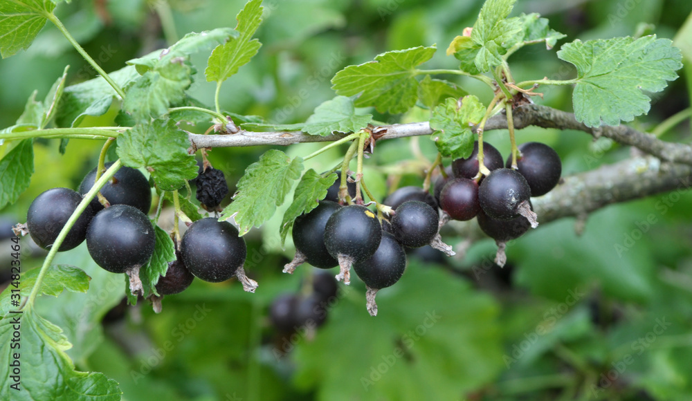 On the branch are ripe berries of Yoshta On the branch are ripe berries of Yoshta