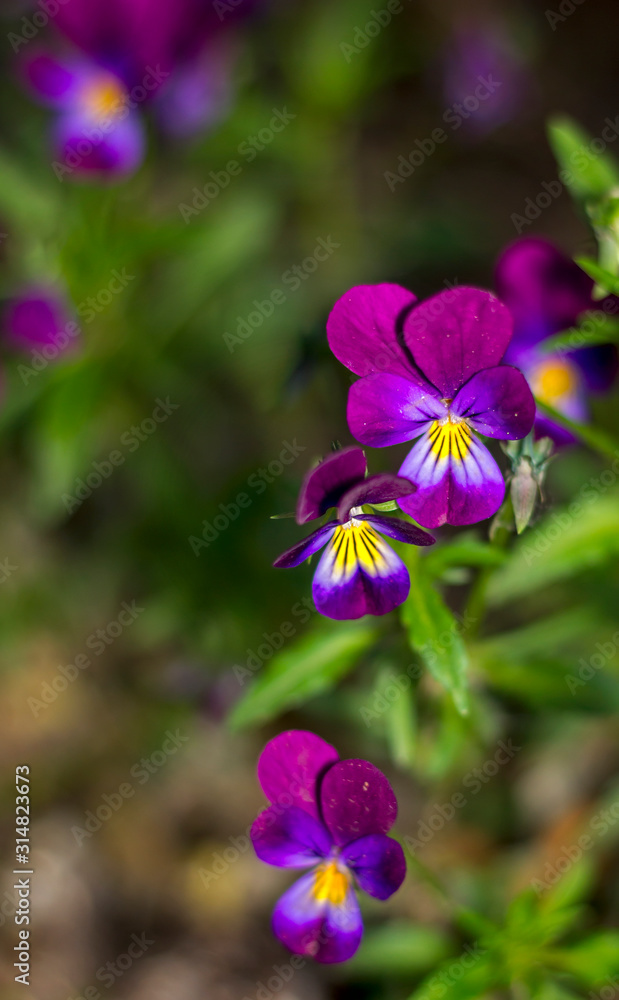 garden violets bloom, pansies small purple with yellow flowers