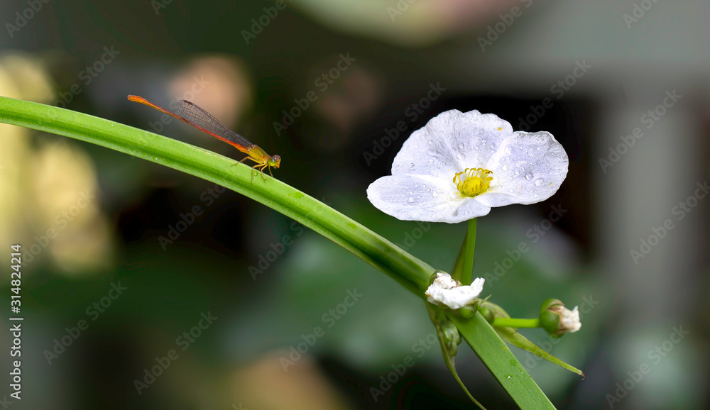 Arrow Head Amazon flower, blooming in the basin and Noodle dragonfly Arrow Head Amazon flower, blooming in the basin and Noodle dragonfly