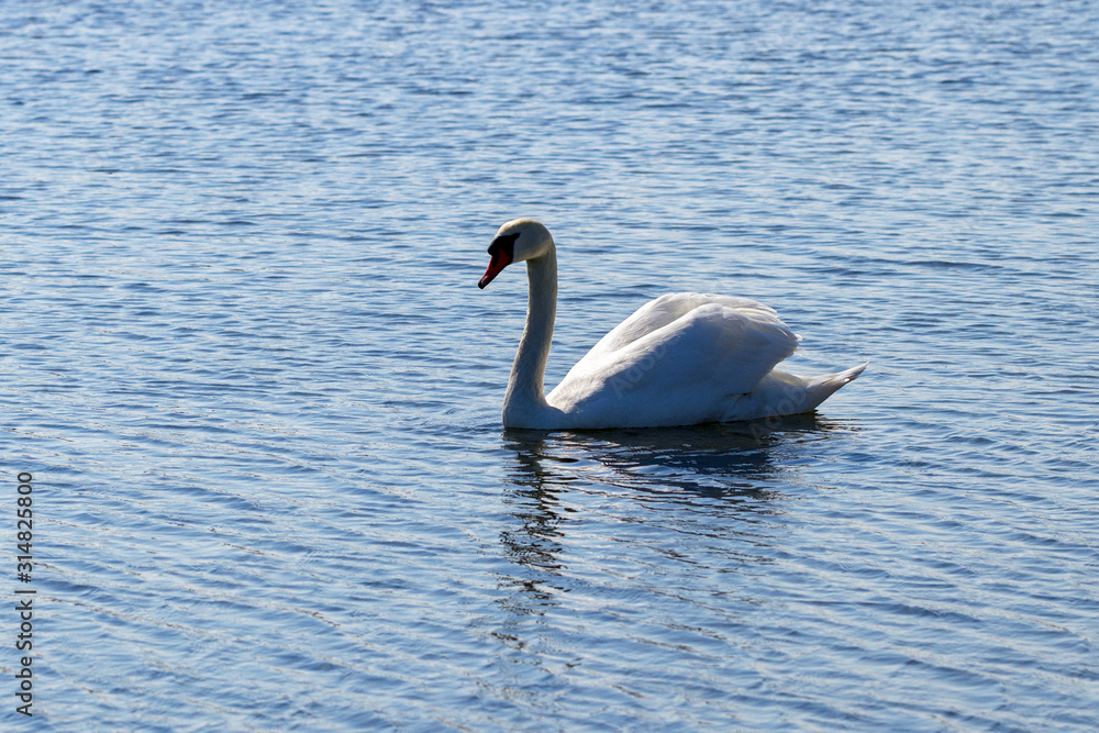 Fototapeta premium Swan on a lake.