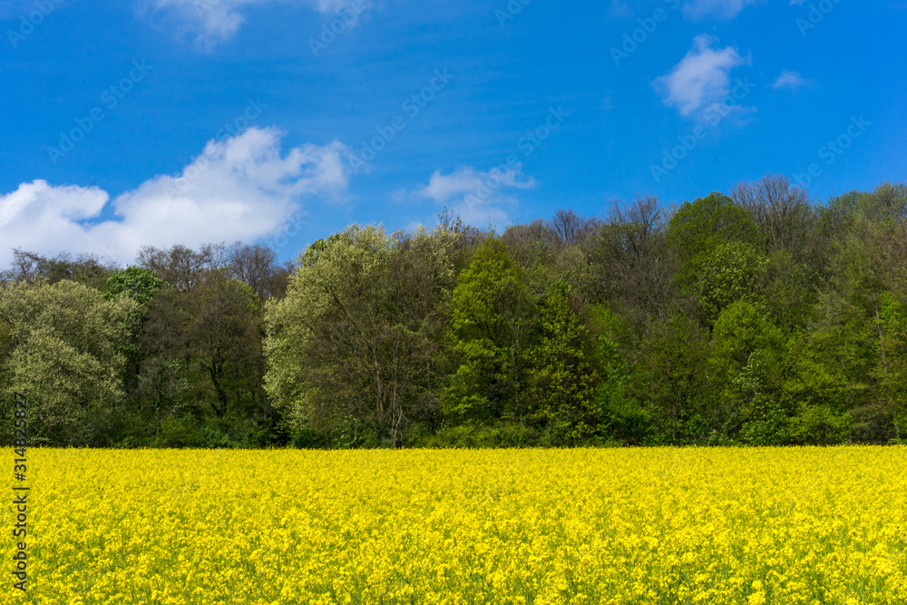 Blühendes Rapsfeld im Frühling mit Wald im Hintergrund