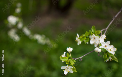Spring flowering: branches of flowering apple or cherry in the park. White flowers of an apple tree or cherry on a background of nature.