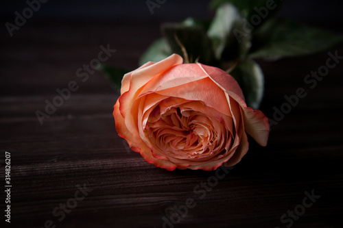 one gorgeous pink rose for valentine's day on a dark wood background