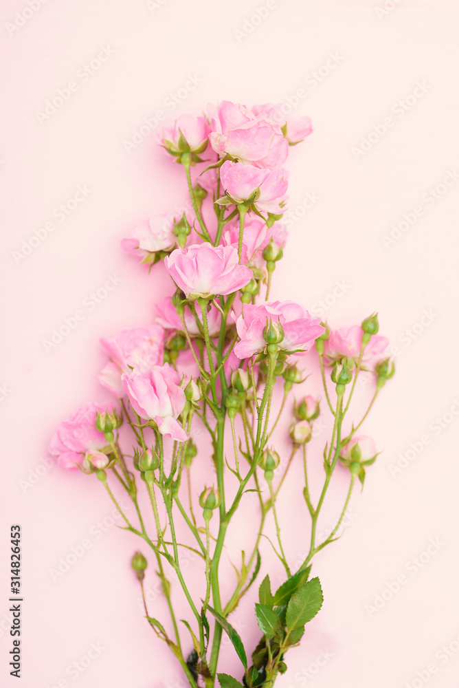 Beautiful pink roses flower bouquet on pink background